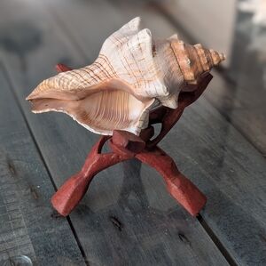 Fox Conch Shell (5"+) on Wooden Tripod Stand